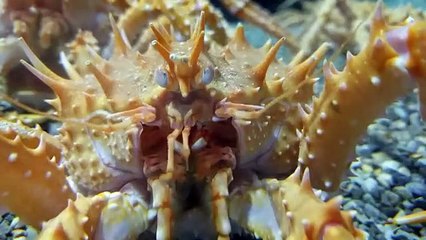 Spiny King Crab (P. rathbuni) and all their face parts