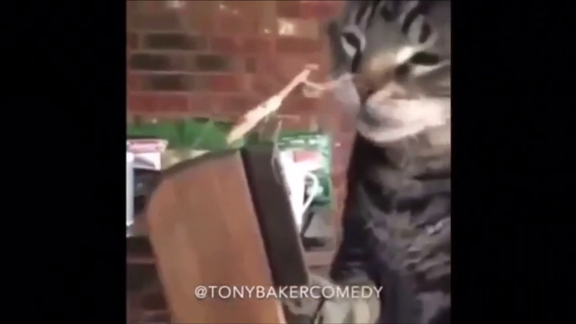 Tony Baker Voice Over Cats Compilation Natalie Edition