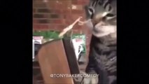 Tony Baker Voice Over Cats Compilation, Natalie Edition