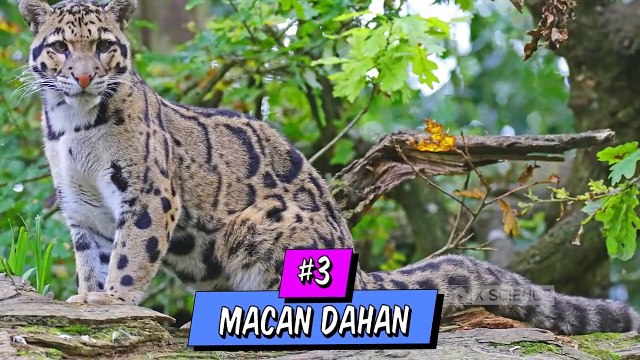 Very sad !Six Indonesian cats whose populations are in jeopardy.