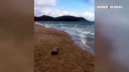 Deniz kıyısındaki karaca yavrusunun dalgalarla oyunu kameraya yansıdı