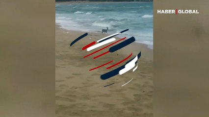 Deniz kıyısındaki karaca yavrusunun dalgalarla oyunu kameraya yansıdı