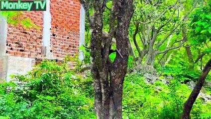 Balloon boom Prank Monkeys By Monkey Funny Funny_1080pFHR