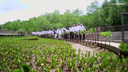 شاهد:  قادة دول مجموعة العشرين يغرسون أشتال أشجار في غابة "منغروف" الإندونيسية