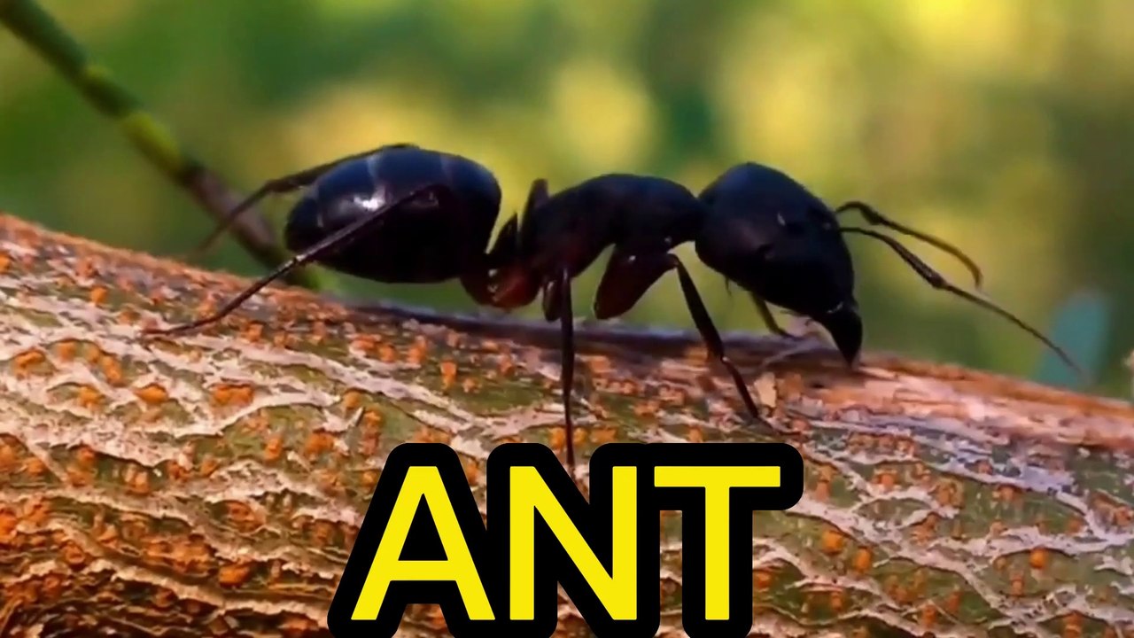 ANT, the longest life insect in the world - video Dailymotion