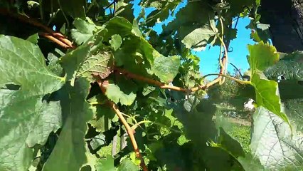 جولة في أصغر مدينة في العالم: بها شارعان وثلاثة صفوف من المنازل فقط