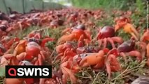 Annual migration of millions of red crabs on Christmas Island continues