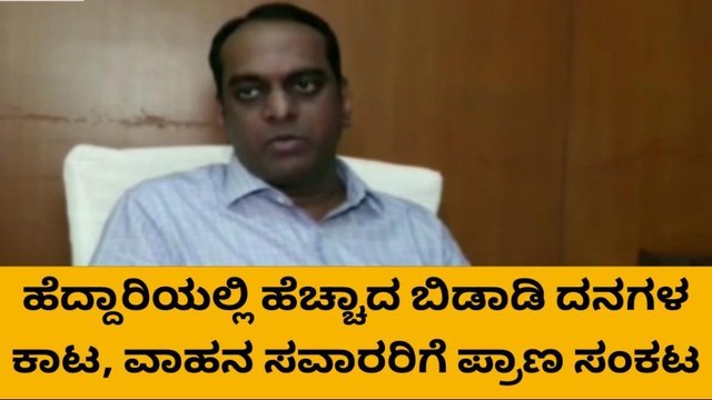ಕಾರವಾರ: ಹೆದ್ದಾರಿಯಲ್ಲಿ ಬಿಡಾಡಿ ದನಗಳ ಕಾಟ - ವಾಹನ ಸವಾರರಿಗೆ ಪ್ರಾಣ ಸಂಕಟ