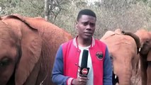 Jornalista interrompido por elefante