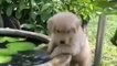  Funny Puppies  Cute Puppies  Cute Dogs  Smart Dogs  Puppies Playing with Water | Very Cute Labrador #FeeltheReels