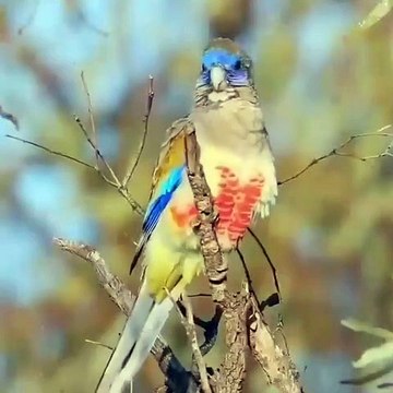 Except for Nos. 6 and 10, which are native to Indonesia, the most beautiful birds from other countries.