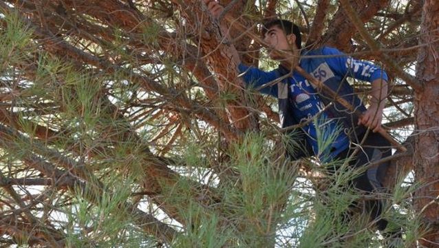Çam fıstığı hasadı başladı, kilogram fiyatı altınla yarışıyor