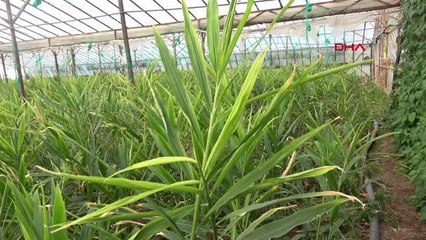 DENEME AMAÇLI ZENCEFİL ETKİ, HASADI BEKLİYOR