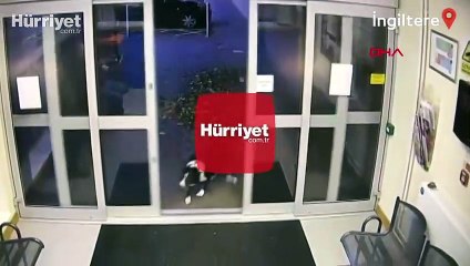 Sahibini kaybeden köpek bakın ne yaptı?