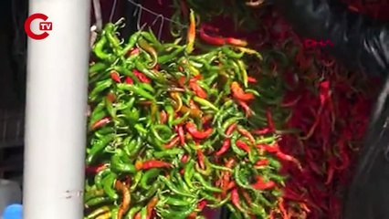 Karaağaç acı biberi ata tohumlarıyla yetiştiriliyor