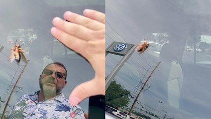 Meet the murder hornet that kills a person in 33 seconds