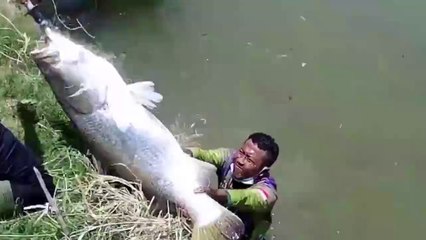 HORRIBLE ATTRACTION!! Fishing in Muara Cilet Indramayu can get 17 Kg Baboon Snapper