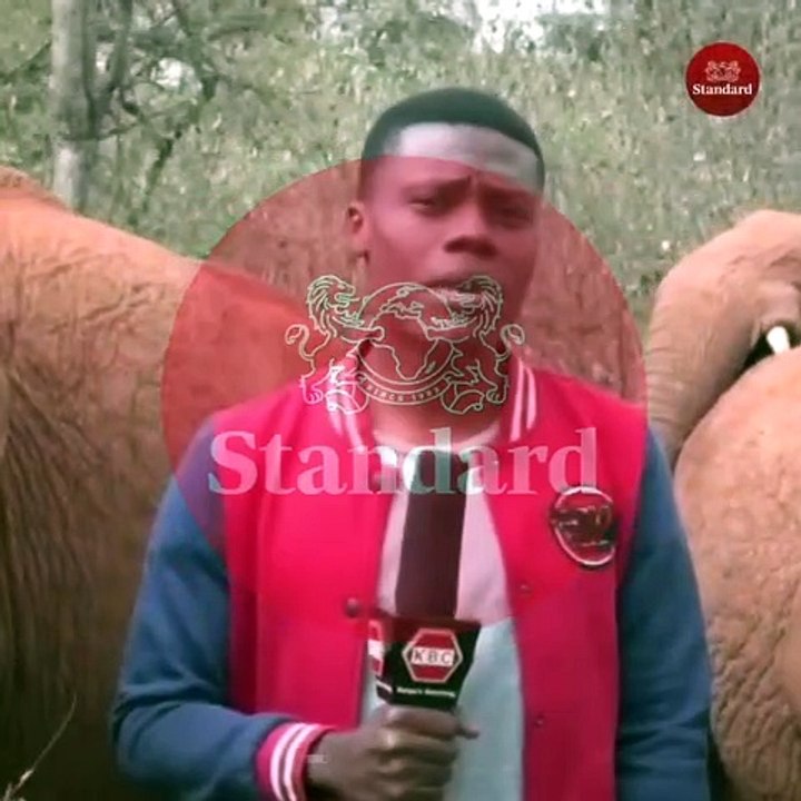 Un journaliste se fait troller par un éléphanteau