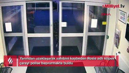 Sahibini kaybeden akıllı köpek polise başvurdu