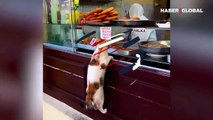 Tulumba tatlısı yemek için sıra bekleyen kedi