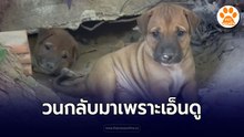 ขับรถผ่านไปแล้ว แต่ตัดสินใจขับกลับมาอีกรอบ เพราะน้องหมาจรที่น่าเอ็นดู