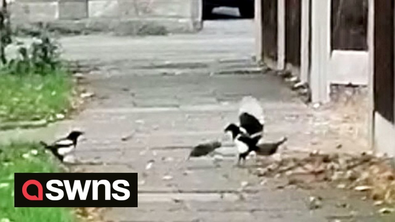 UK woman captures dramatic fight between 'psycho' rat and two magpies