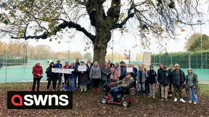 UK tennis club accused of “elitism” for wanting to chop down 156-year-old tree