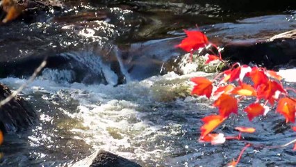 Neture and meditation video