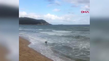 KARADENİZ KIYISINDA KARACA YAVRUSU GÖRÜLDÜ