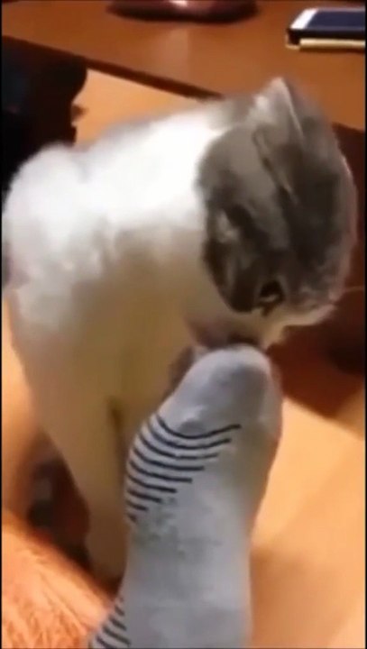 random cat video funny