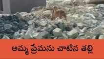 కుత్బుల్లాపూర్: యాక్సిడెంట్ లో కుక్క మృతి.. అమ్మ ప్రేమను చాటిన తల్లి