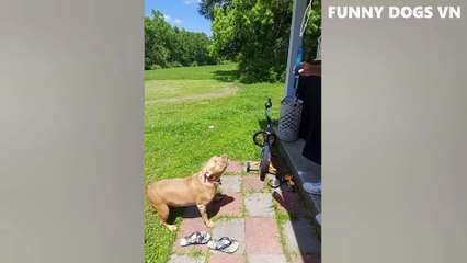 Funniest Animals Video  Funny Dogs And Cats  Try Not To Laugh Animals 2022