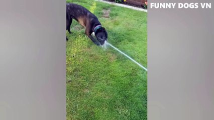 Funniest Animals Video  Funny Dogs And Cats  Try Not To Laugh Animals 2022