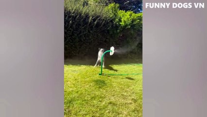 Funniest Animals Video  Funny Dogs And Cats  Try Not To Laugh Animals 2022