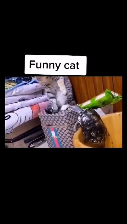 funny cat