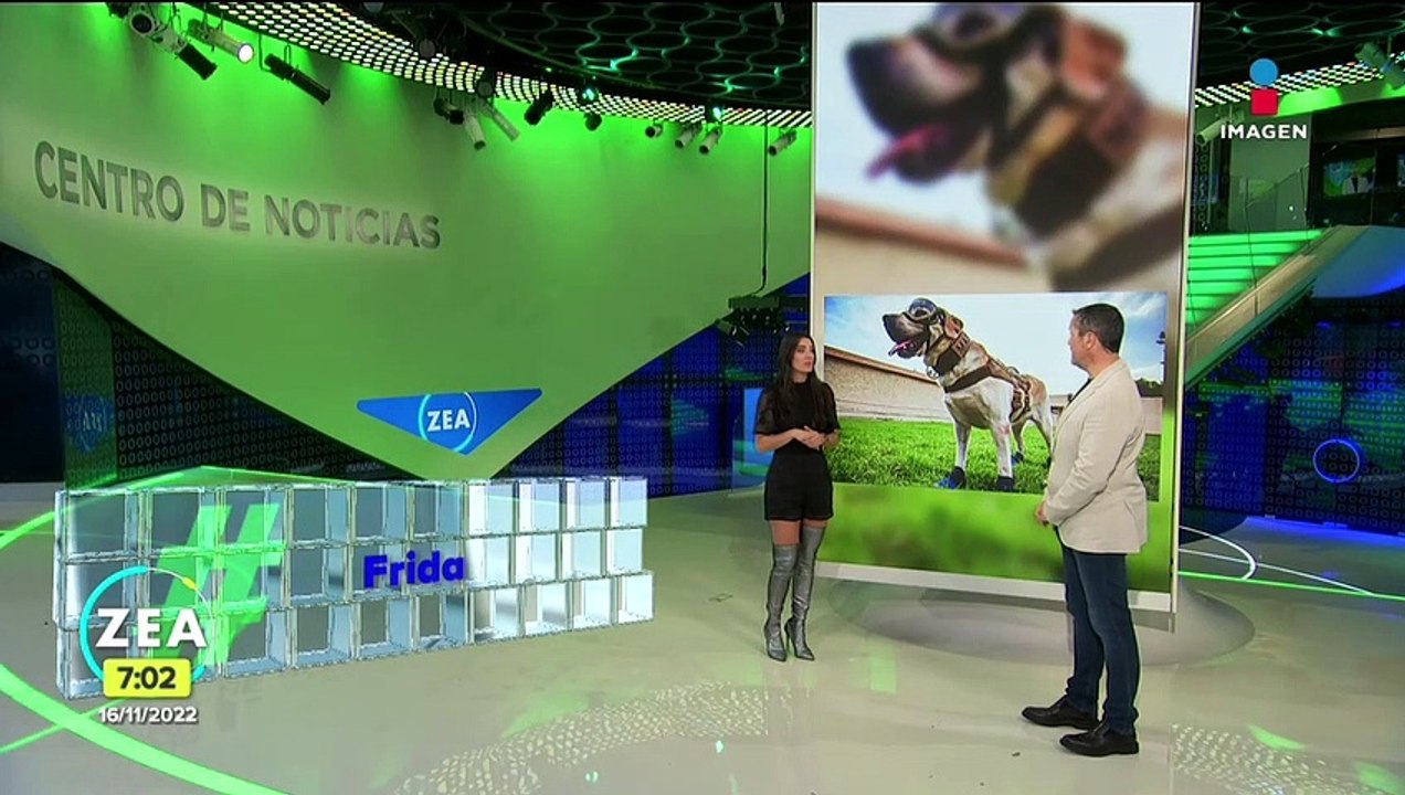 México se despide de la perrita rescatista "Frida"