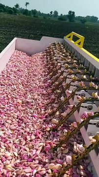 Modern Agricultural Technology Garlic Planting Machine Techshahin24