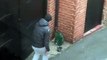 Phone footage shows thief who broke into the homes of two pensioners within an hour creeping around in a lane before slipping through a gate