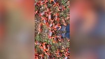Millions of red crabs scuttle across Australian island in annual migration