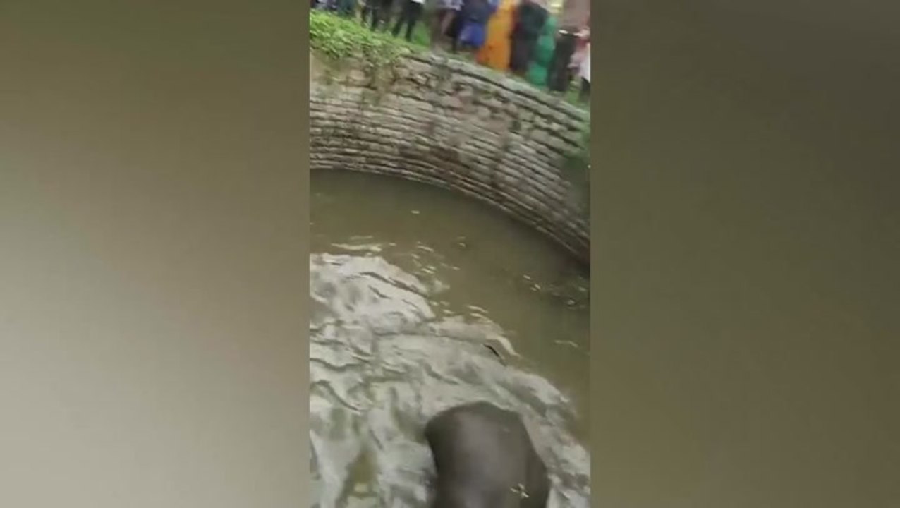 Baby elephant trapped in water-filled well in I...