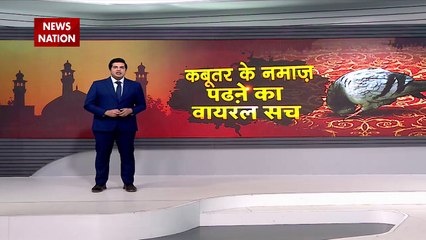 Lie Detector Test : कबूतर के नमाज पढ़ने का वायरल सच