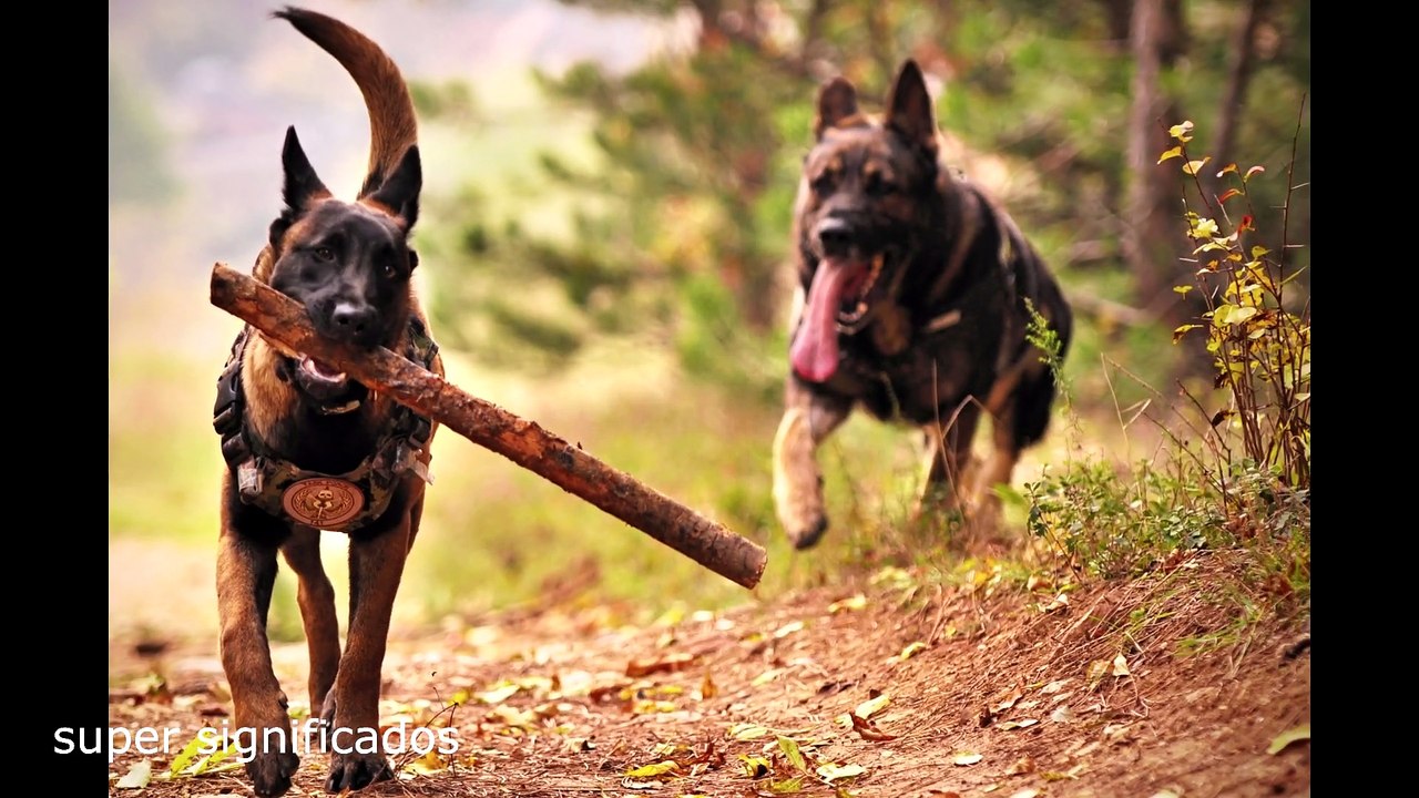 SIGNIFICADO DE SOÑAR CON perros MEANING OF DREAMING ABOUT DOGS