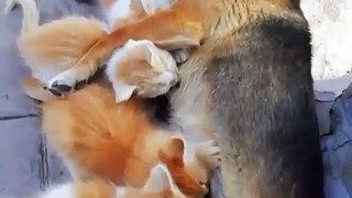 Maternal Instincts _Double Tap❤️❤️_-_Follow _catloversklub for cute cat content--__-- from Unknown_Dm for credit____cat _cats _catsofinstagram _excellentcats _cats_of_day _cats_of_instagram _catsofinstagram _catto _cat_delight _ad(vid