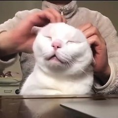 She came_ she purred_ she conquered -- __-- _cohty_neo _._._Follow _lolo_my_caty --_Follow _lolo_my_caty --__._._.___cat _cats _catsofinstagram _of _catstagram _instagram _catlover _catlovers _instacat _catlife _kitten _kitty _love _meow (vid