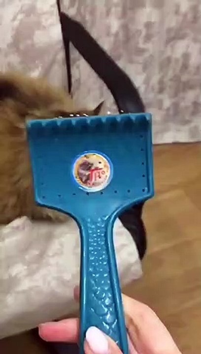 Russian cat ladies and gentlemen--_Tag a -- Cat Lover --_. _._Follow _lolo_my_caty for cute cats --_Follow _lolo_my_caty for cute cats--_._._©_ unknown__DM for credits or removal. _._._._._.__catloversclub _catsofinstagram _sweetcatclub (vid