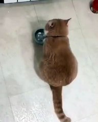 I_m hungry can someone hear me___ -- OMG So sweet__ __Tag someone who would love to see this video__Follow_ _lolo_my_caty _Follow_ _lolo_my_caty _Follow_ _lolo_my_caty _-_Credit and video to -- _tiktokcats ___cat _cats _catsofinstagram _c(vid