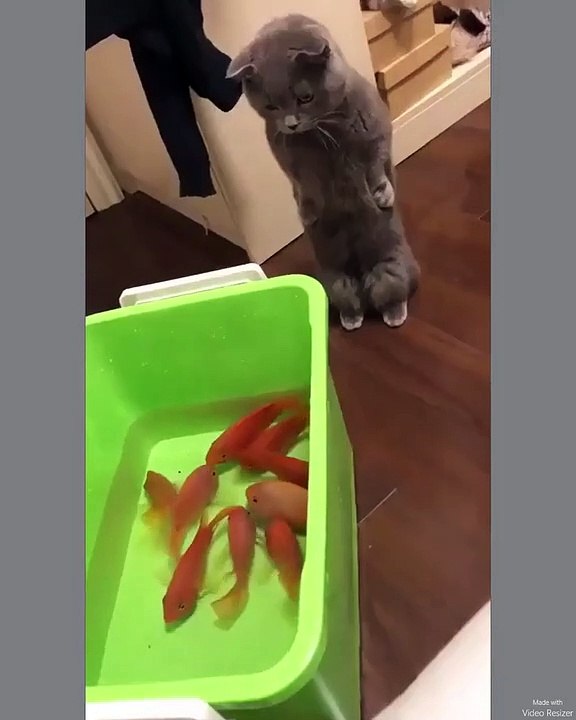 Friends or food_------_-_Follow _catloversklub for daily cat content--_-_-- from Unknown__For crediting issues_ pls DM____cat _cats _catsofinstagram _excellentcats _cats_of_day _cats_of_instagram _catsofinstagram _catto _cat_delight _ador(vid