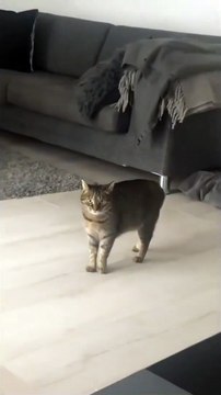 Gettin weird this Tuesday __-_Follow_ _lolo_my_caty _Follow_ _lolo_my_caty _Follow_ _lolo_my_caty _-__Video_ malindahlewesterlund (TikTok) _cat _cats _catsofinstagram _catstagram _catlover _catoftheday _catsagram _catlovers _catlove _catl(vid