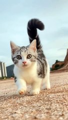 cute litle cat