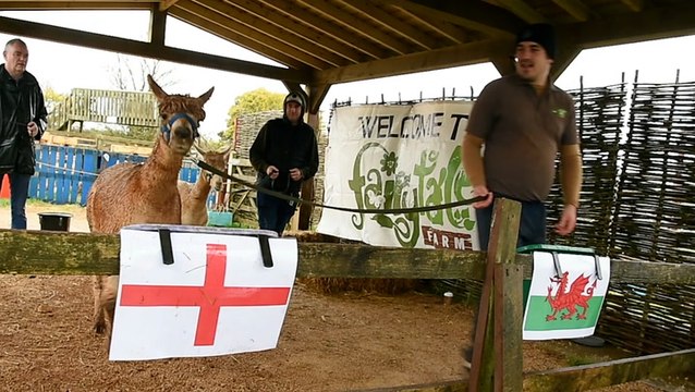 World Cup: ‘Psychic’ alpaca predicts winner of England’s group fixtures